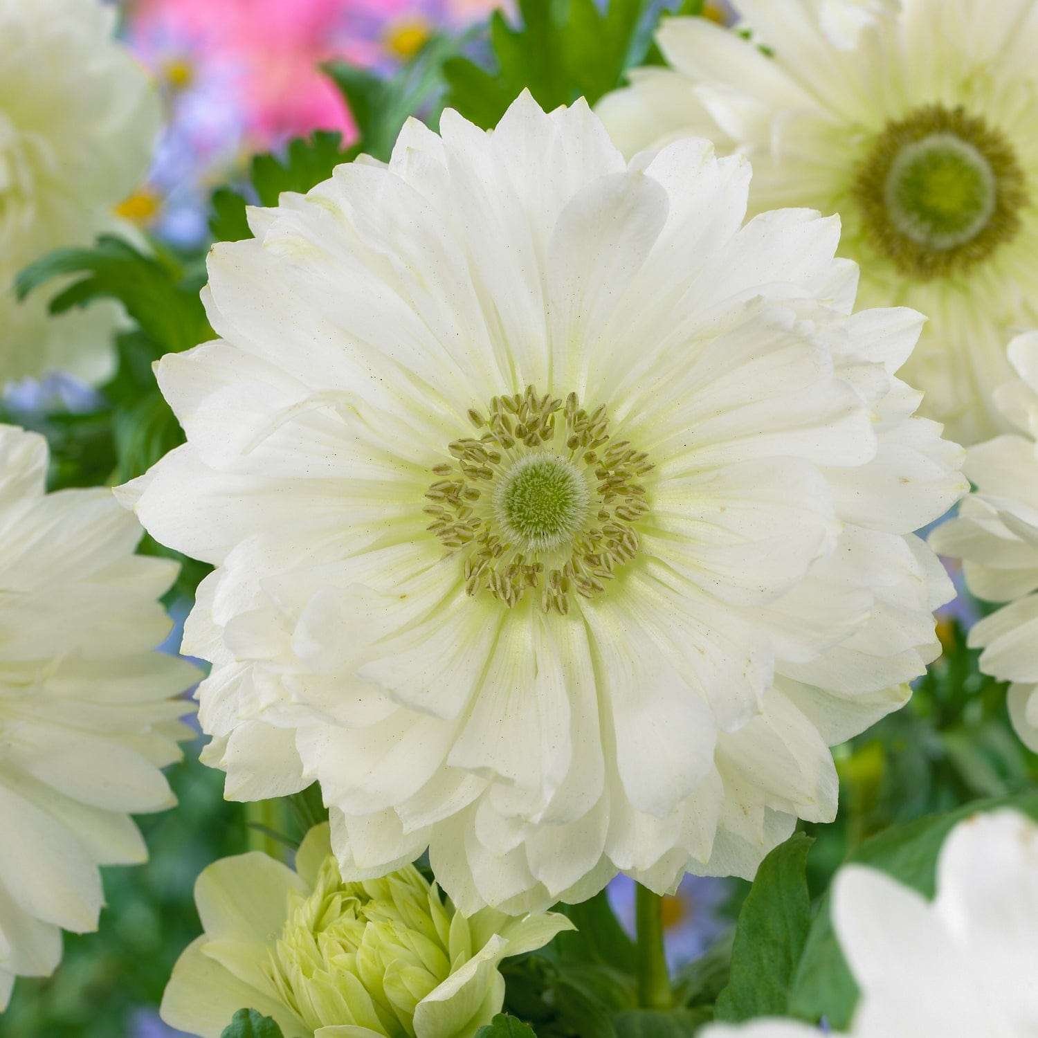 Anémone 'Mount Everest'